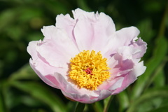 シャクヤクシャクヤク