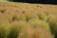 こっちはまだ青いぞ