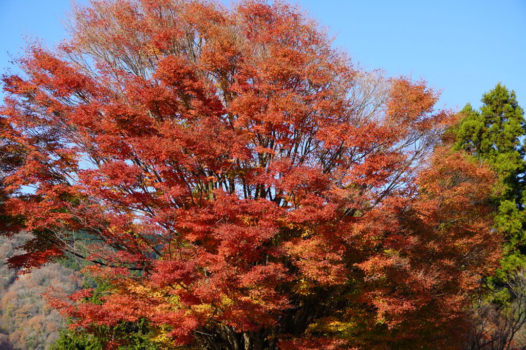 比叡山の紅葉