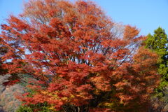 比叡山の紅葉