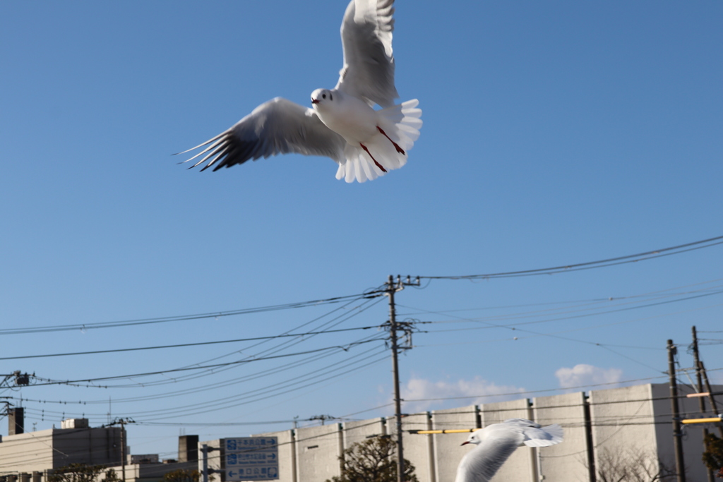 早く餌投げて