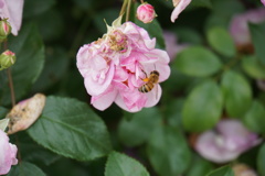雨上がりでちょっと薄味だけどまあいいか？。