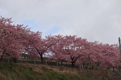 白井宿河津桜の丘