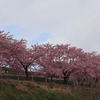 白井宿河津桜の丘