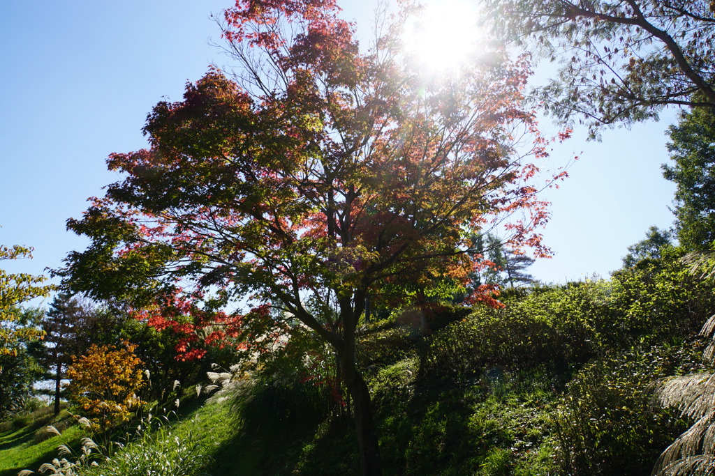 お日様に向かって