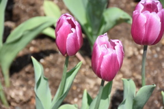 チューリップ