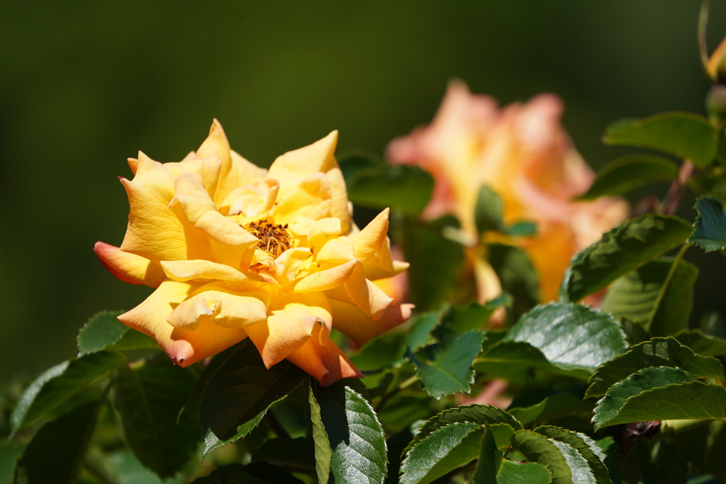 薔薇５種