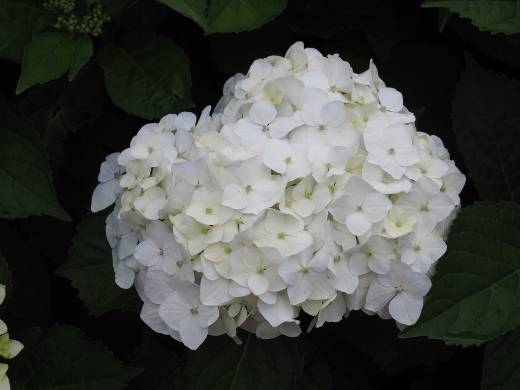 純白のあじさい