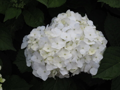 純白のあじさい