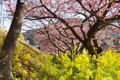 桜菜の花共演