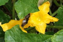 カボチャの花