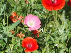 それぞれのポピーそれぞれのポピー