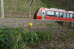 観光列車とチューリップ
