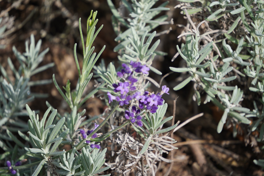 １０月のラベンダー