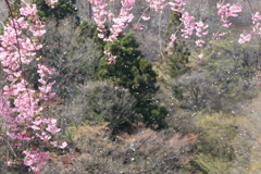 桜吹雪