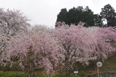 再び宝積寺