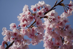 オオカン桜