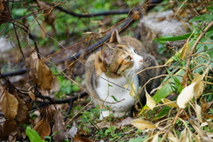 哲学の道キャット３