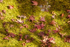 苔の上に赤、もうすぐ真っ白に