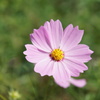 秋桜