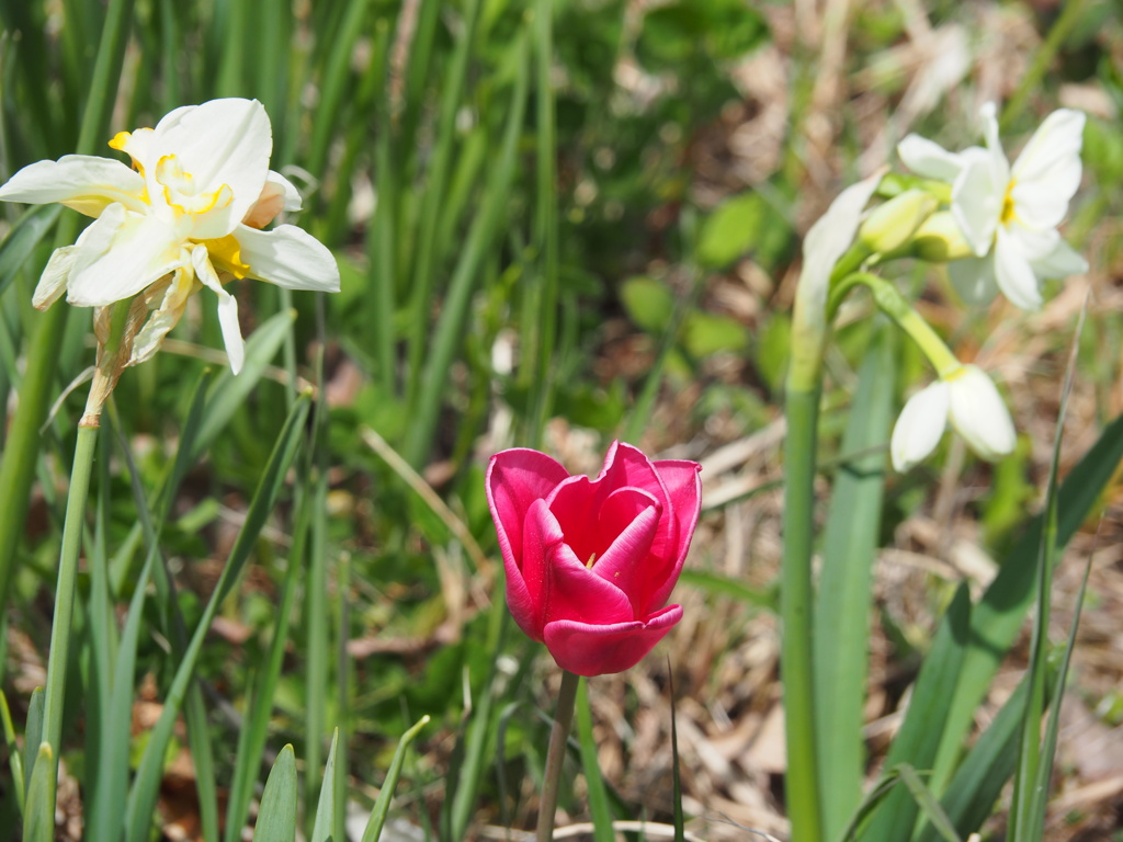 赤いチューリップ