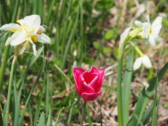 赤いチューリップ