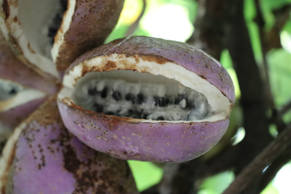 食べられるかな？