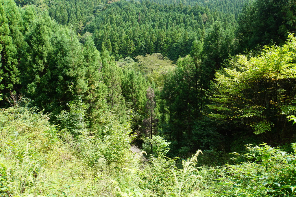 麦わら帽子の谷