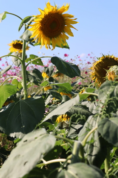 ひまわりの後ろ秋桜