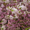 八重桜２種