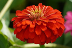 鼻高展望花の丘