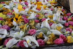 花いっぱい手水舎