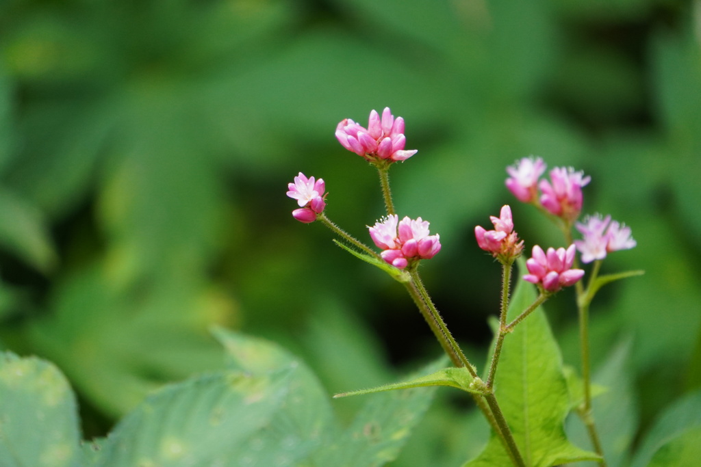 森の中ひっそりと