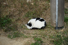 沖縄で見かけた猫