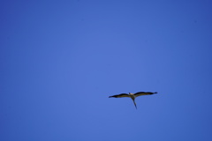 子宝咥えたコウノトリ