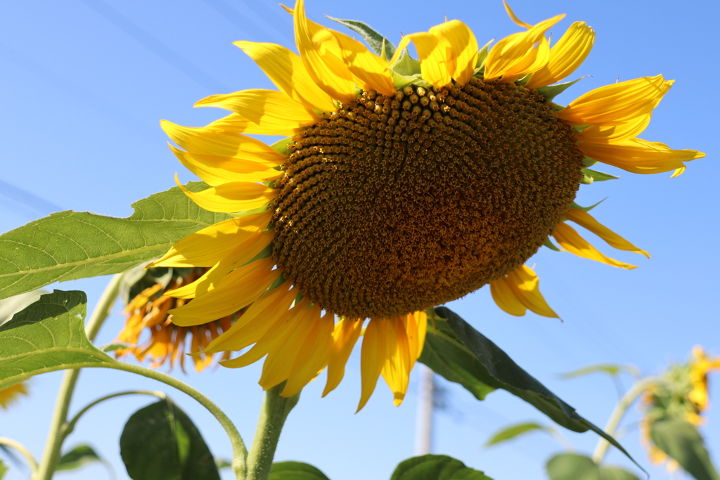 遅咲きひまわり