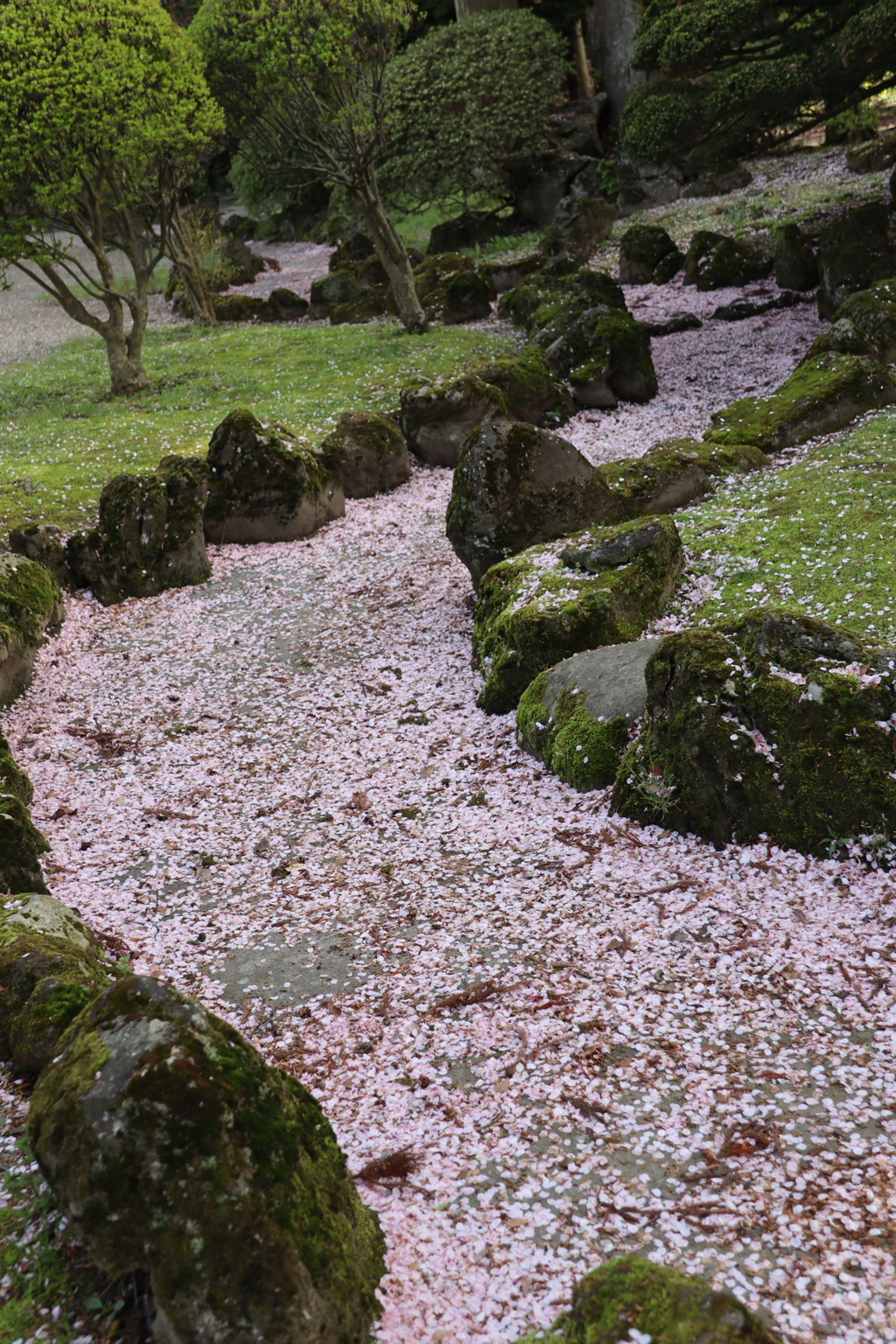 秋田の花筏