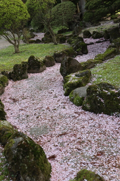 秋田の花筏