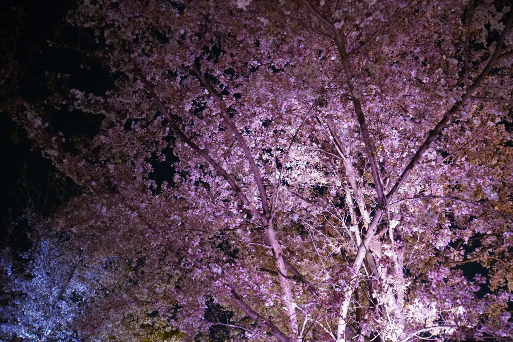 夜桜