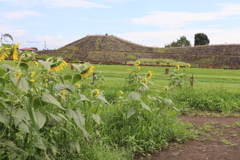 ひまわりと古墳