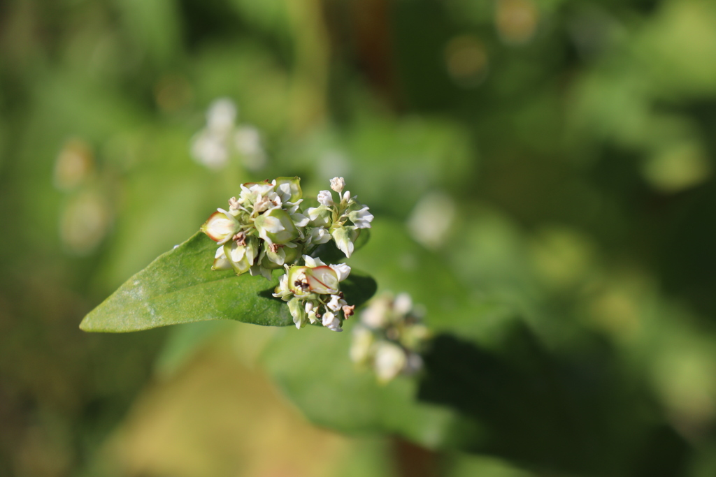 そばの花