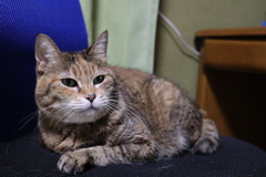 椅子を占領してご機嫌タマちゃん