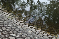 鳩が水鳥のまね？