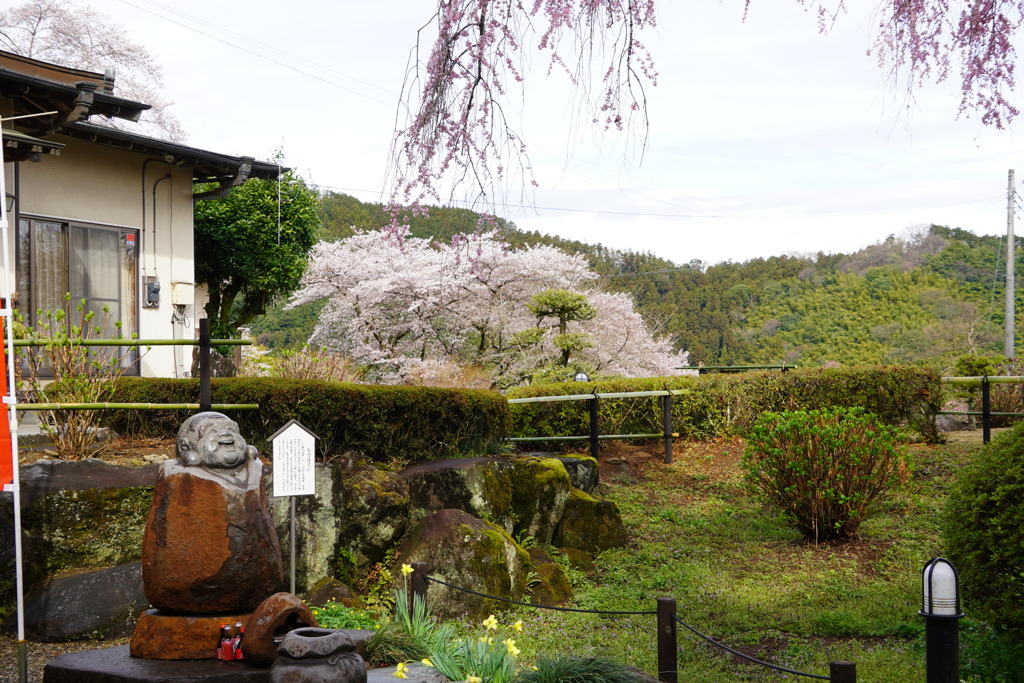 布袋様と桜