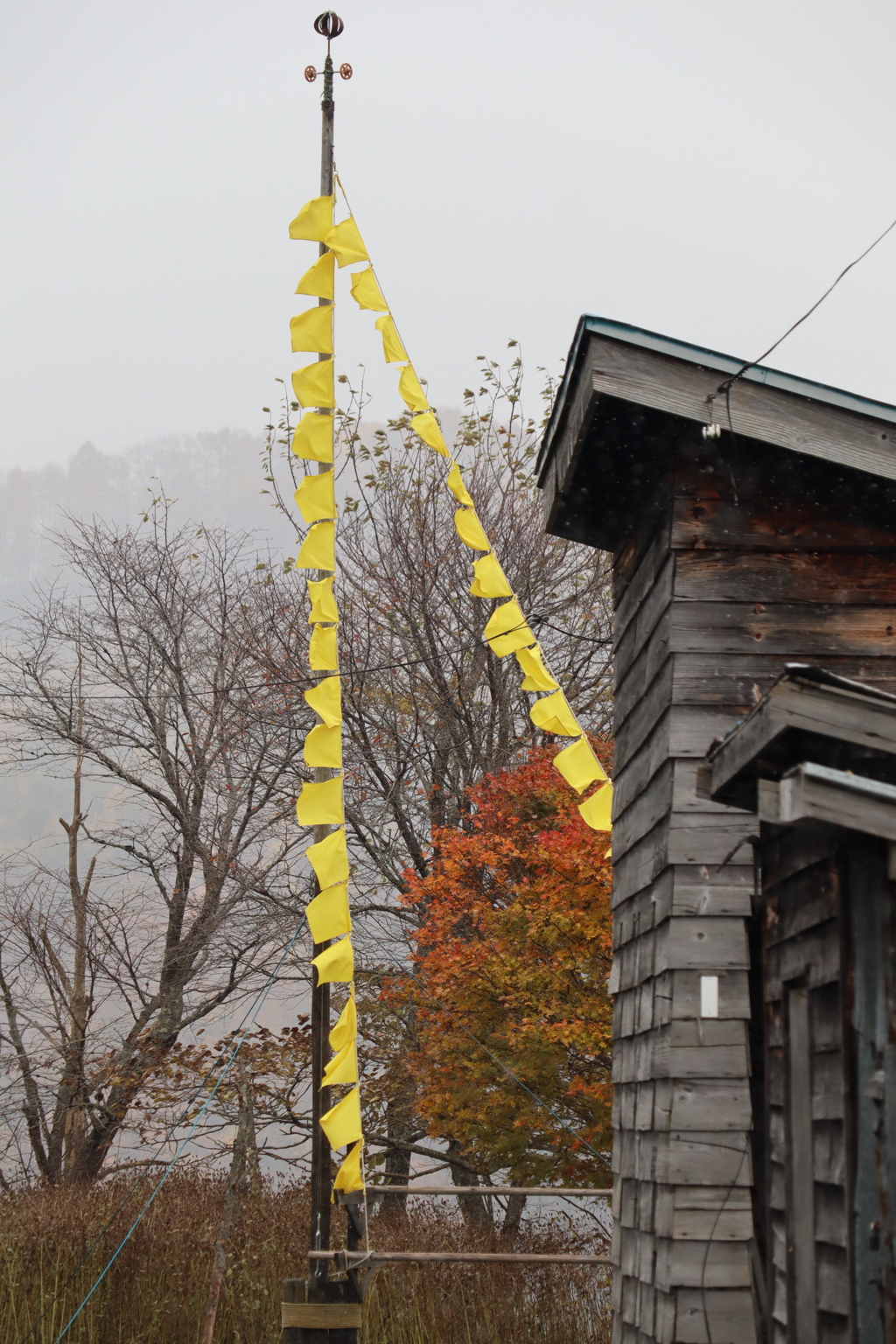 幸せの黄色いハンカチ