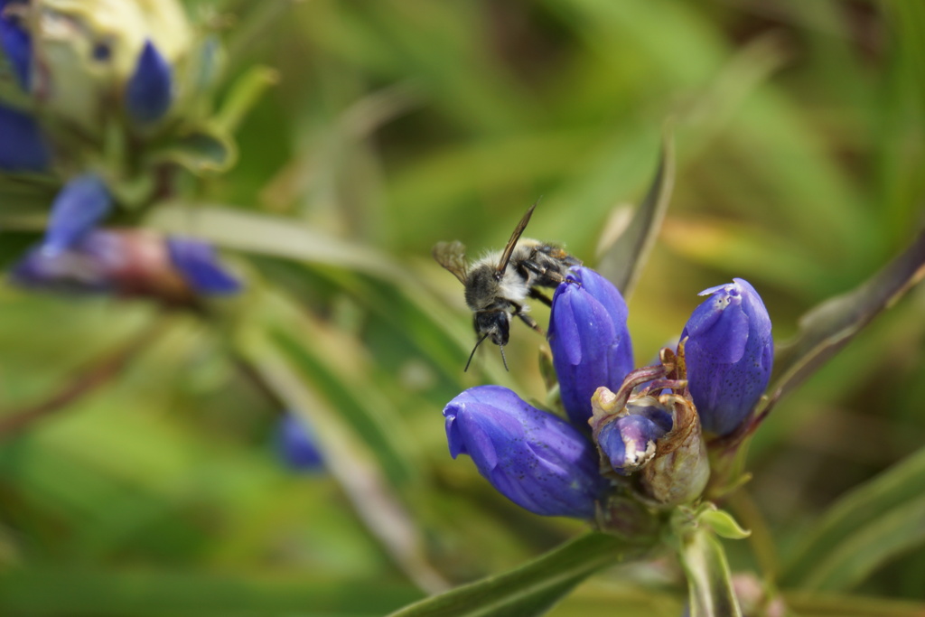 これから花に潜るよ
