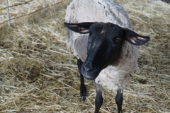 人なつっこい目で見ないで