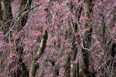 宝積寺の枝垂れ桜
