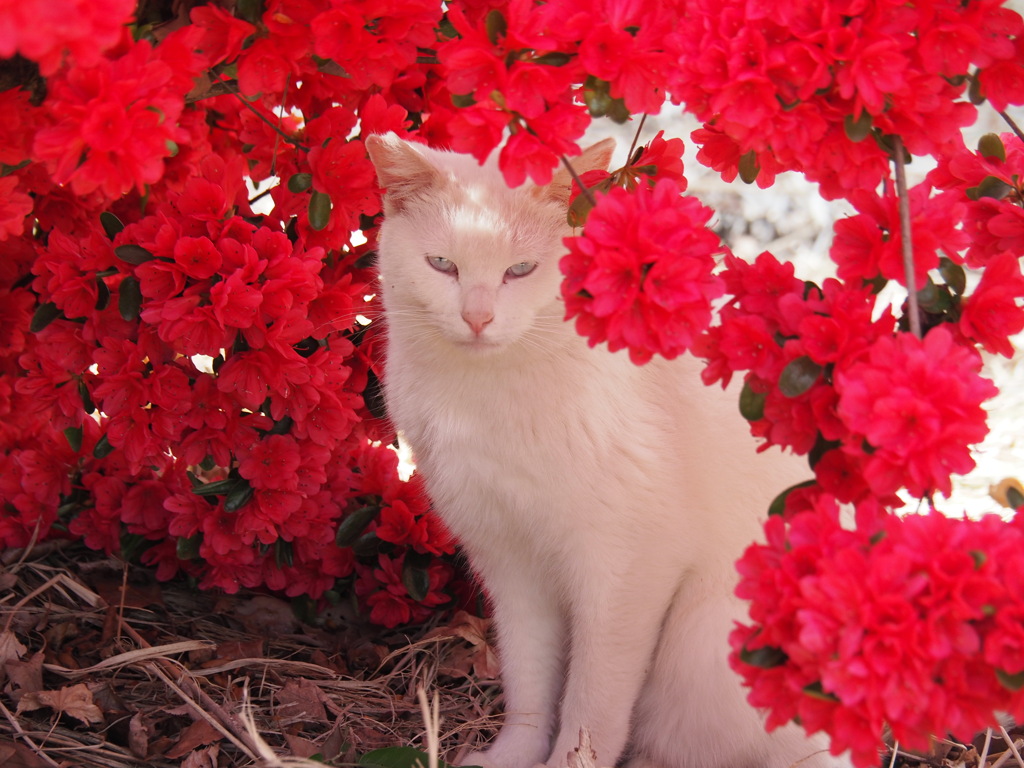 つつじの中の美女