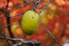 紅葉の中にカリン一つ